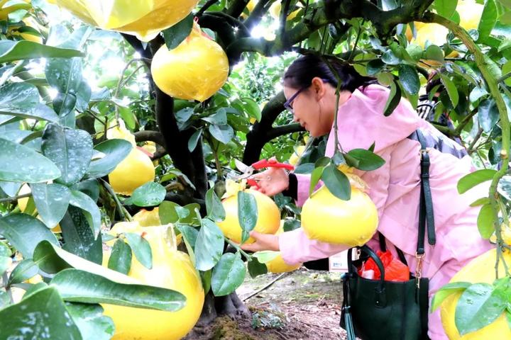 中华第一名柚,柚子中华第一柚