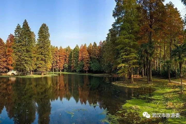 本周新鲜|黄鹤楼新增入园神器,九真山秋景倒计时,红遍北上广的喜茶来啦!