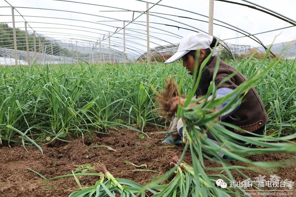 武山县的蒜苗今年价格,武山郭家庄大丰收挖蒜苗