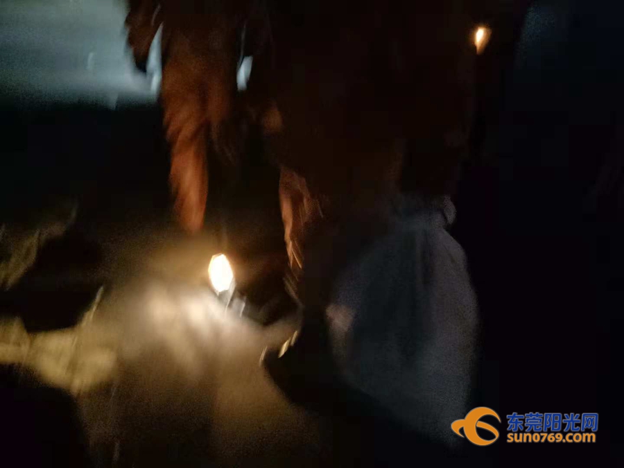 东莞清溪马蜂,清溪找马蜂