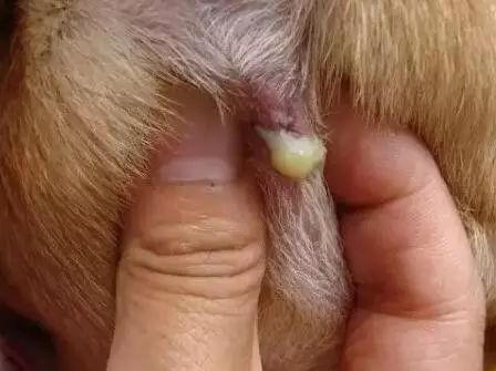 养宠小知识狗狗耳朵有螨虫的表现,养宠知识狗狗伤口怎么处理