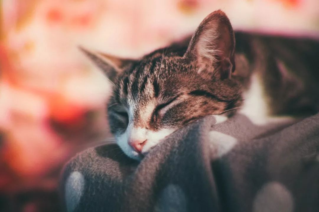 日本人和猫的关系,为什么日本人这么喜欢女生