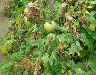 番茄苗定植后需要预防哪些病害,保护地栽培番茄容易出现哪些病害