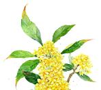 养生堂直播间预防脑梗,养生堂脑梗完整视频