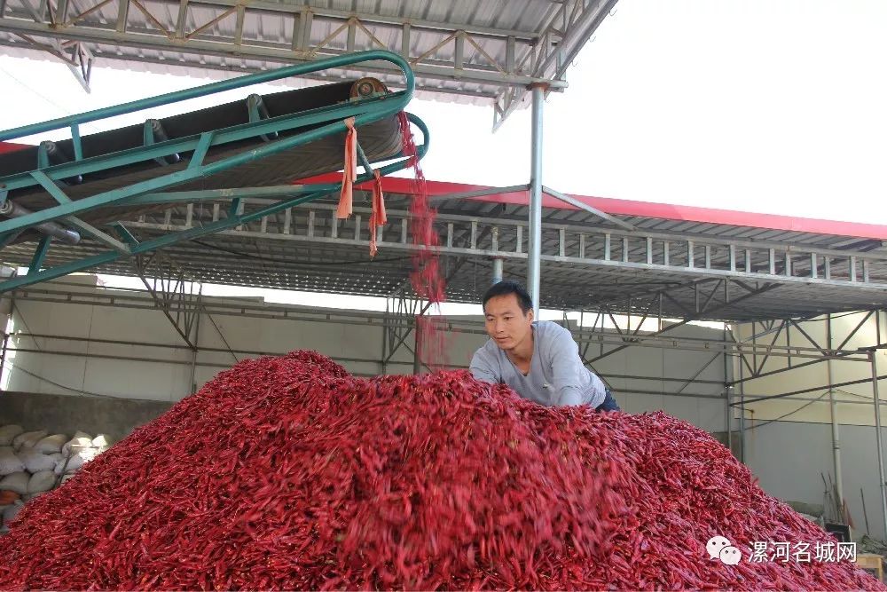 临颍王岗镇中国辣椒第一镇,临颍县辣椒基地