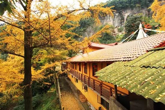 春雨枝头密似鳞，秋风树下落成金——秋日银杏（上）