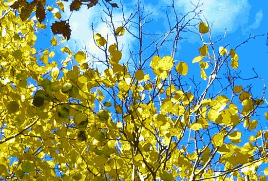 春雨枝头密似鳞，秋风树下落成金——秋日银杏（上）