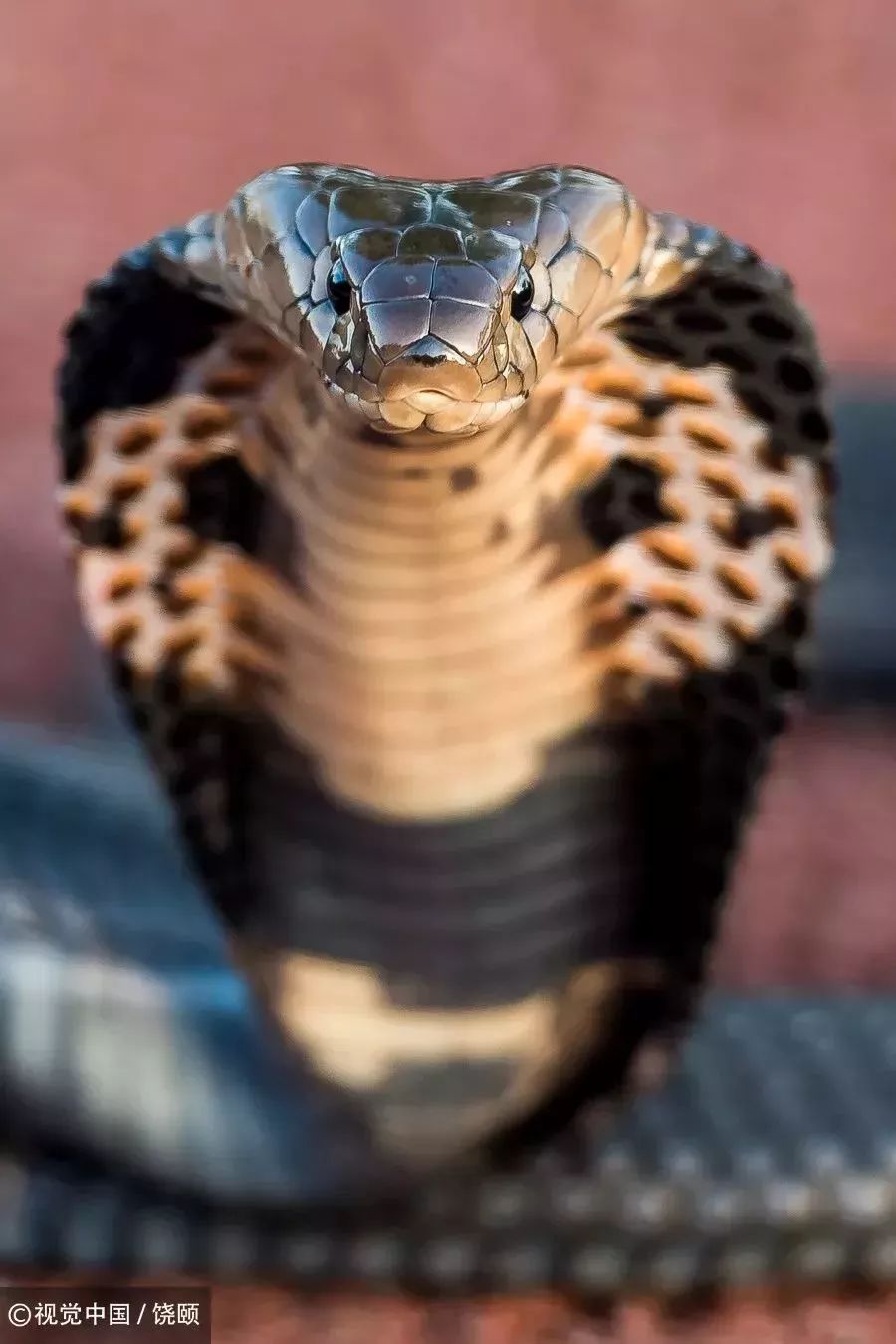 刷爆今天池州人朋友圈的舟山眼镜蛇，喜欢待在啥地方？专家这样说……