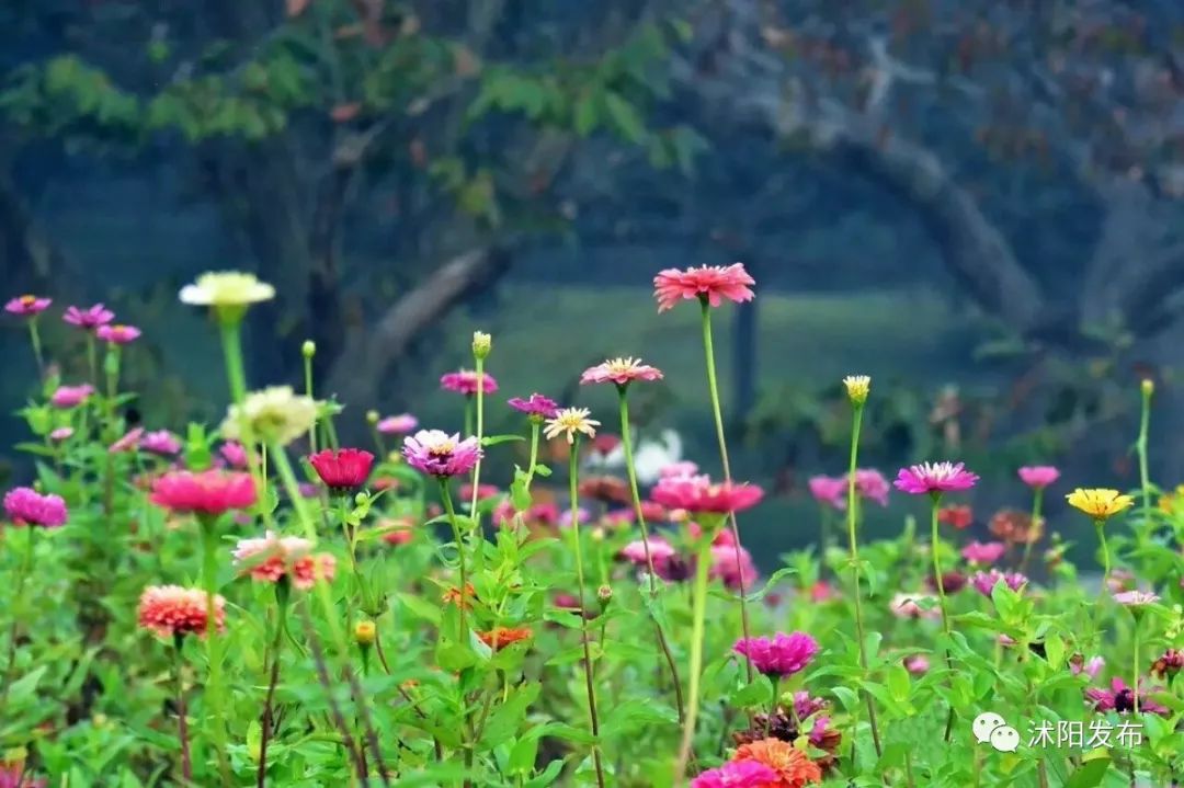夏老师到底爱谁,夏老师喜欢陈律吗