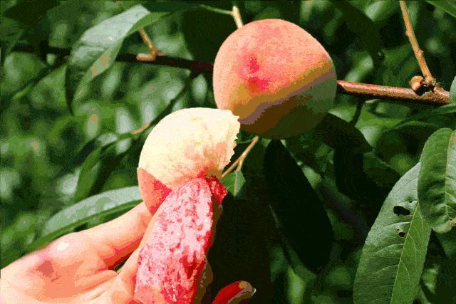 办公室美食人格，你是哪一种？