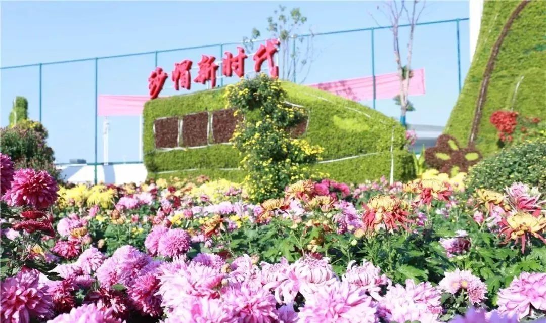 体育中心看展菊,在体育中心玩乐的一天