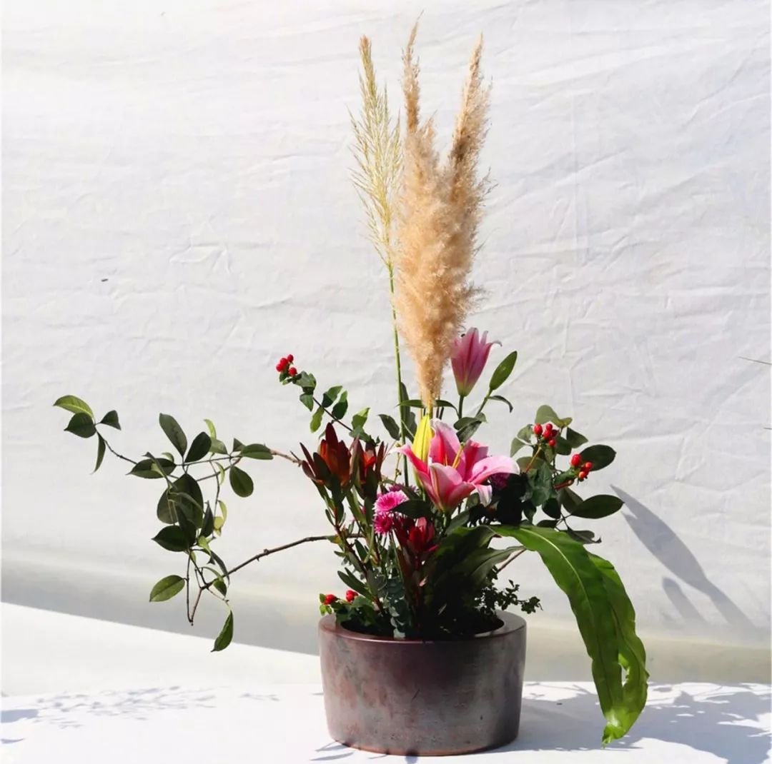 体育中心看展菊,在体育中心玩乐的一天