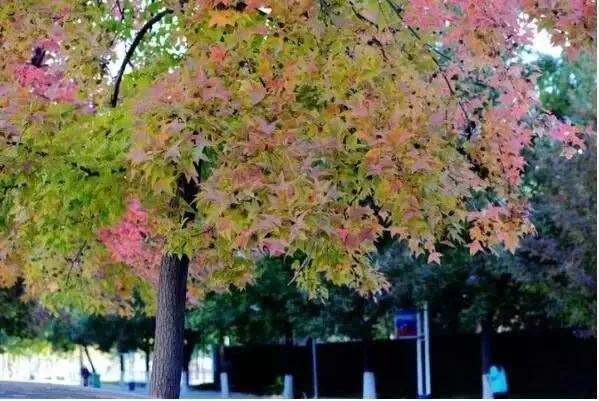 河南秋天红叶最美的地方有哪些,河南秋天最美红叶景区