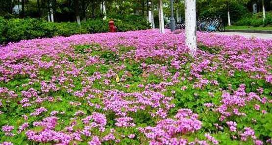 植物图鉴城市常见景观树,路边常见的植物