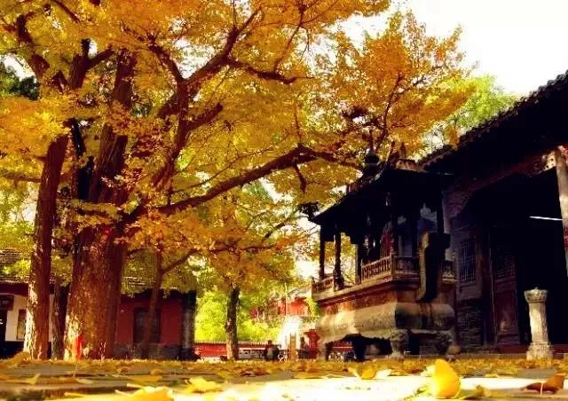 济南秋天看银杏的地方,济南银杏最好看的地方