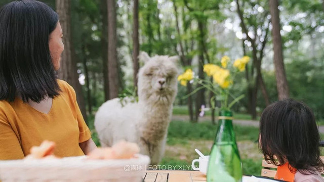 羊驼陪吃早餐，天鹅湖中畅游，藏身北京奥森旁的休憩之地：在之禾