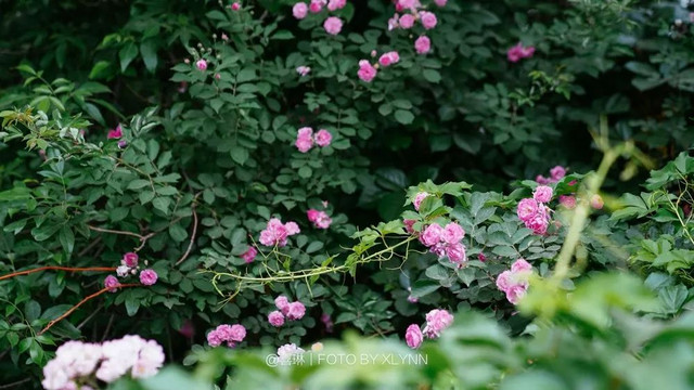 羊驼陪吃早餐，天鹅湖中畅游，藏身北京奥森旁的休憩之地：在之禾