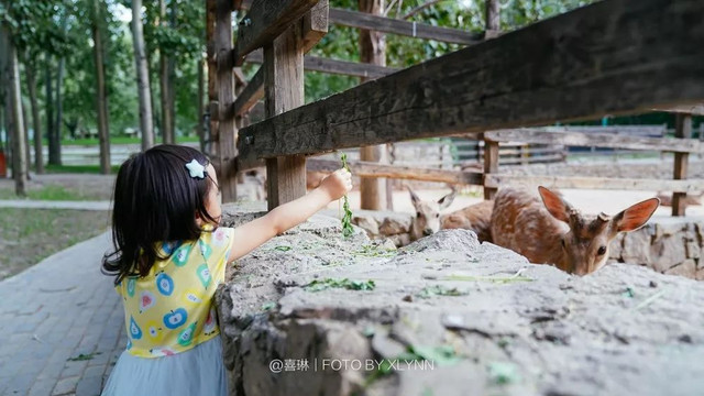 羊驼陪吃早餐，天鹅湖中畅游，藏身北京奥森旁的休憩之地：在之禾