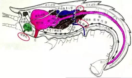 虾背有白线是寄生虫吗,虾头里的白线是寄生虫吗