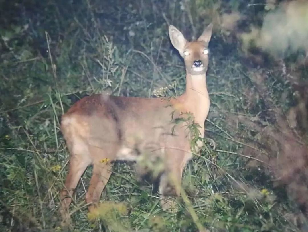 为啥救助狍子要捂眼睛,你们救过的小动物来报恩了吗