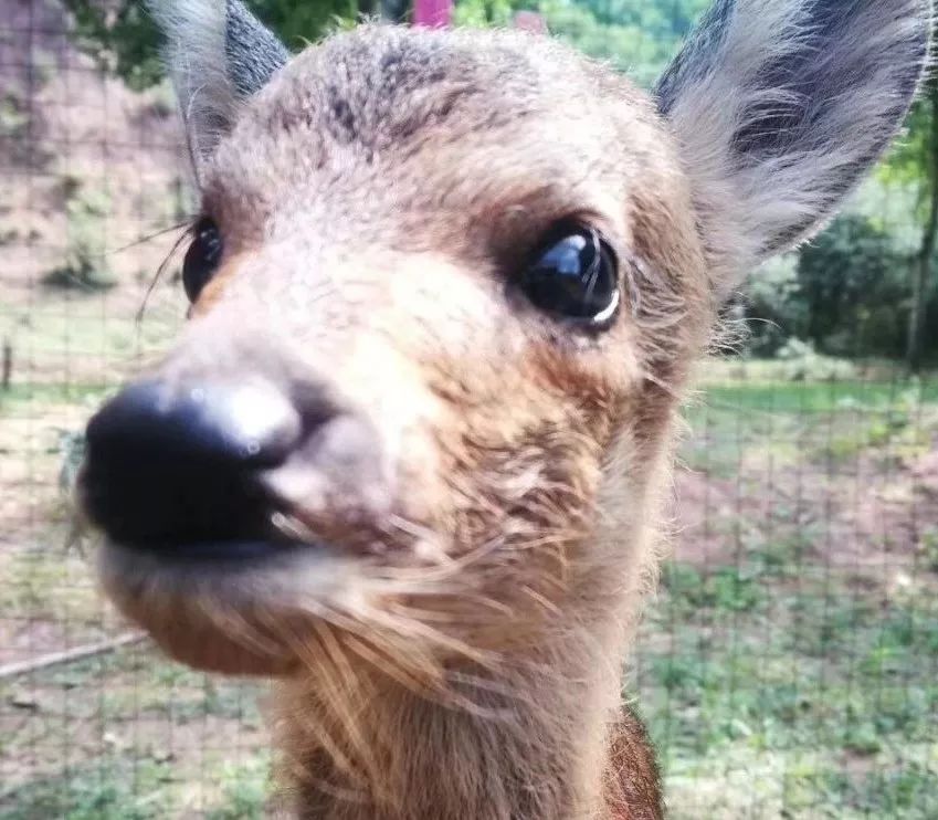 为啥救助狍子要捂眼睛,你们救过的小动物来报恩了吗