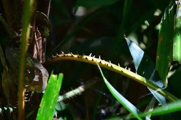 海南尖峰岭植物,海南尖峰岭国家森林公园问题