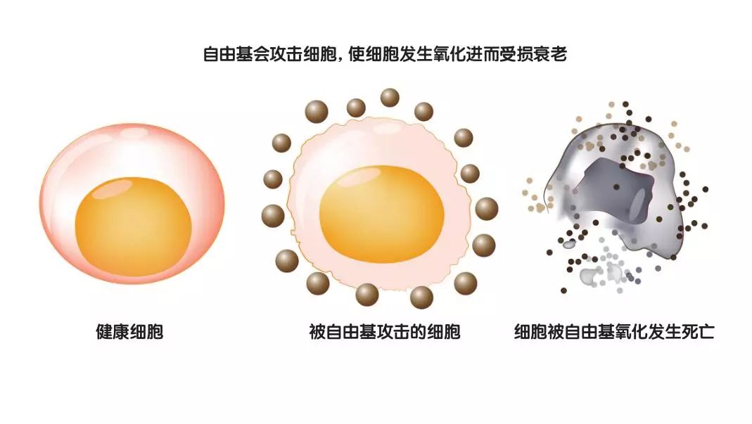 “踢”进医药界的足球烯