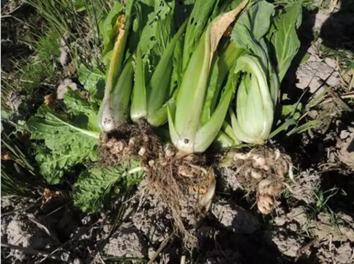 蔬菜根腐是什么原因,根肿的蔬菜还能吃吗