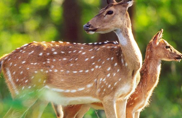 鹿养殖利润云南,鹿场养殖基地赚钱