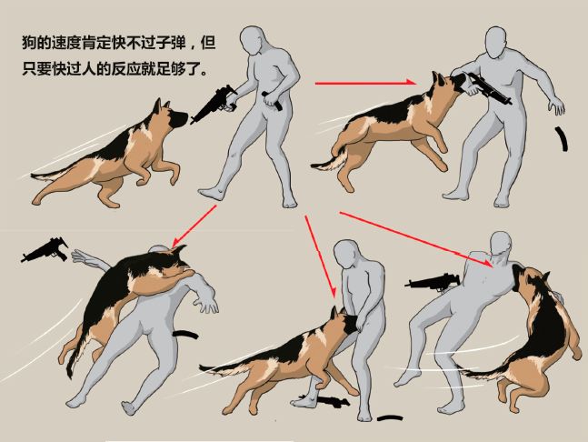 最忠实的军犬有哪些,哪些比较忠诚的军犬