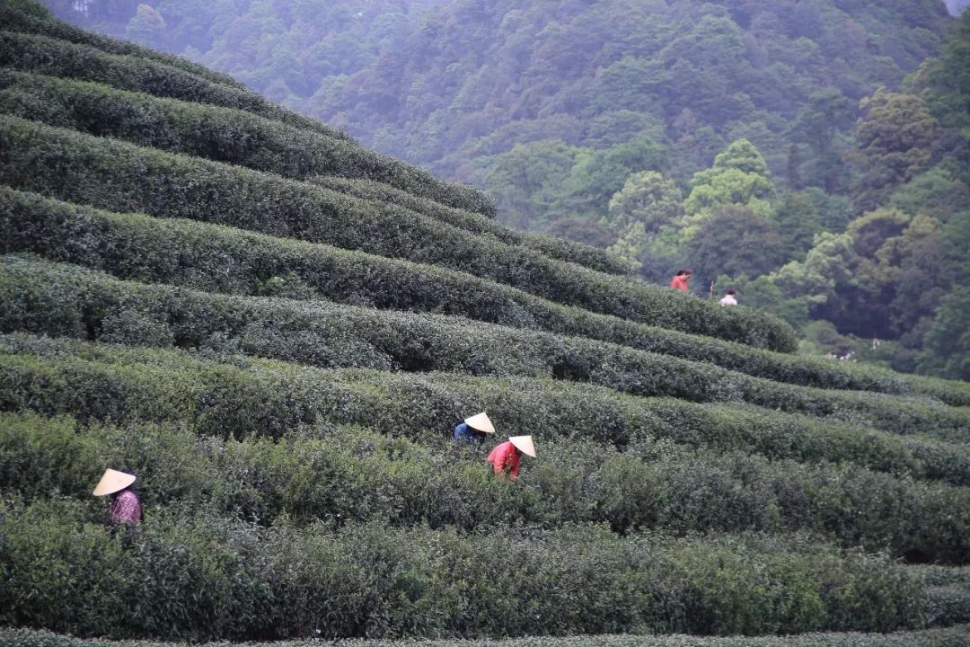 龙井茶每日一茶,龙井茶一天中最佳饮茶时间