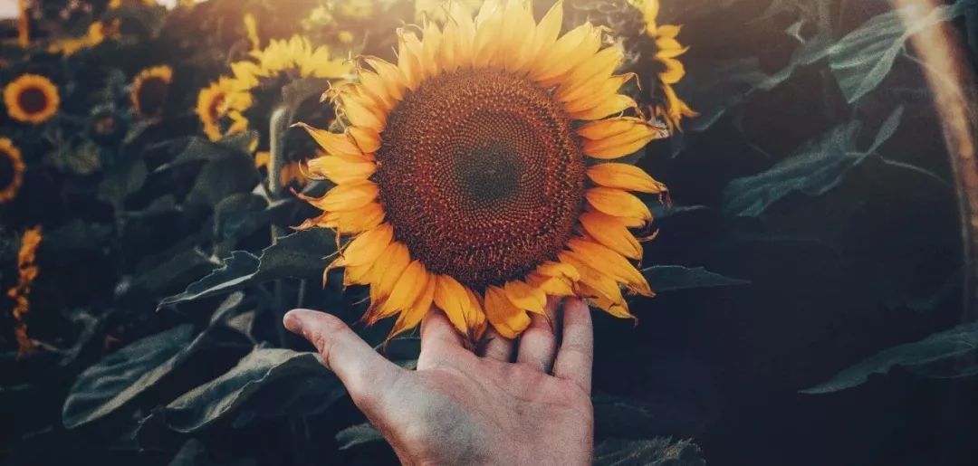 蒲地蓝神药,蒲地蓝消炎片神药