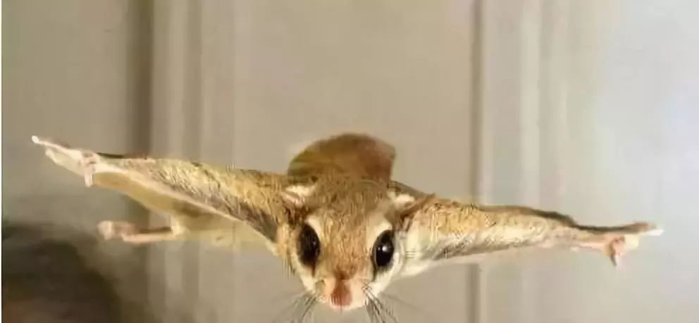 宠物土拨鼠有没有狂犬病,老鼠会传染给宠物狂犬病吗