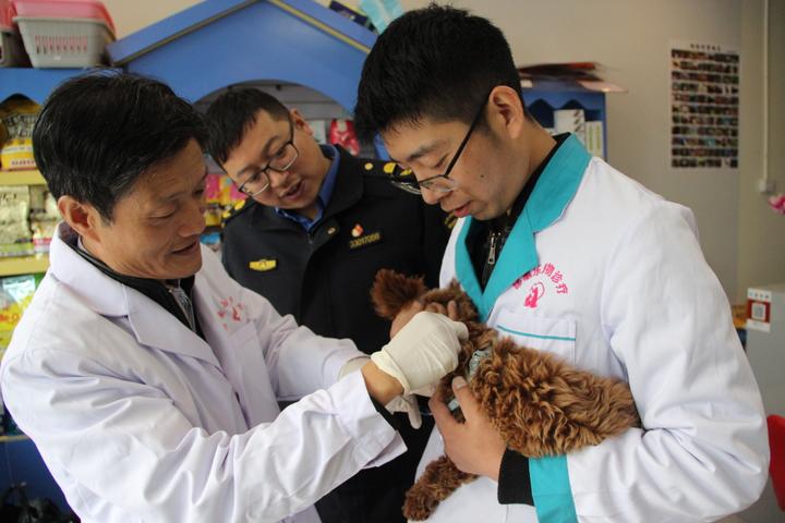 杭州狗狗办狗证必须植入芯片吗,杭州办犬证必须要植入芯片吗