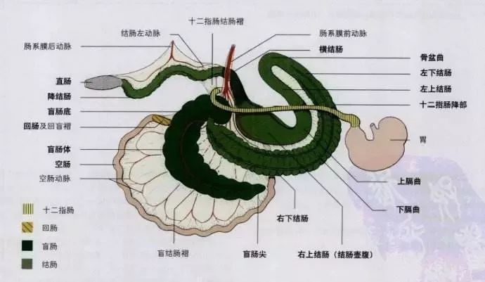 马匹解剖学视频教程,马匹解剖学基础特征