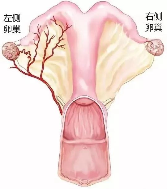 马匹解剖学视频教程,马匹解剖学基础特征