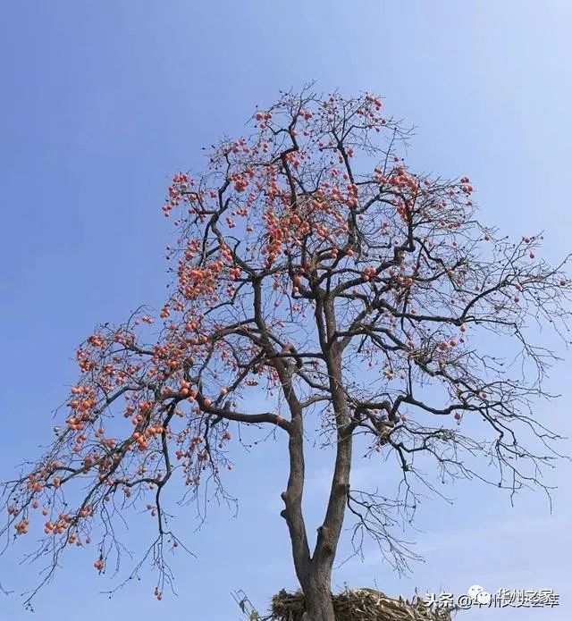 华州柿子红图片,华州原创文学