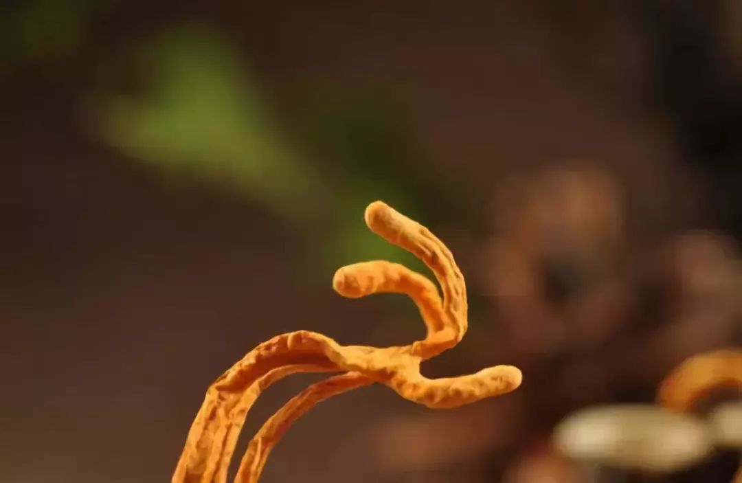 冬虫夏草保健品除名,冬虫夏草被踢出药典