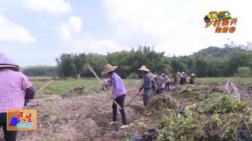 红姑娘农产品,防城区红姑娘红薯