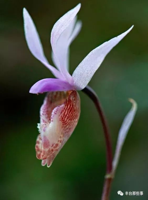 什么花有毒不能放在卧室里面呢,一帆风顺的花有毒吗适合卧室养吗