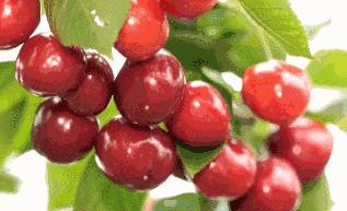 拿好这篇西安采摘樱桃指南,西安白鹿原樱桃采摘