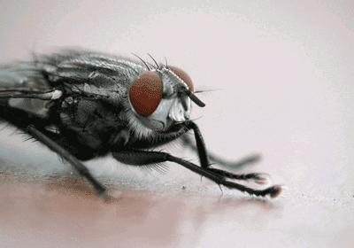 坐过山车排肾结石，吃人肉有助于减肥，2018搞笑诺贝尔奖了解一下？