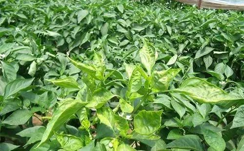 真菌细菌病毒辨别小技巧,快速识别病毒和细菌方法