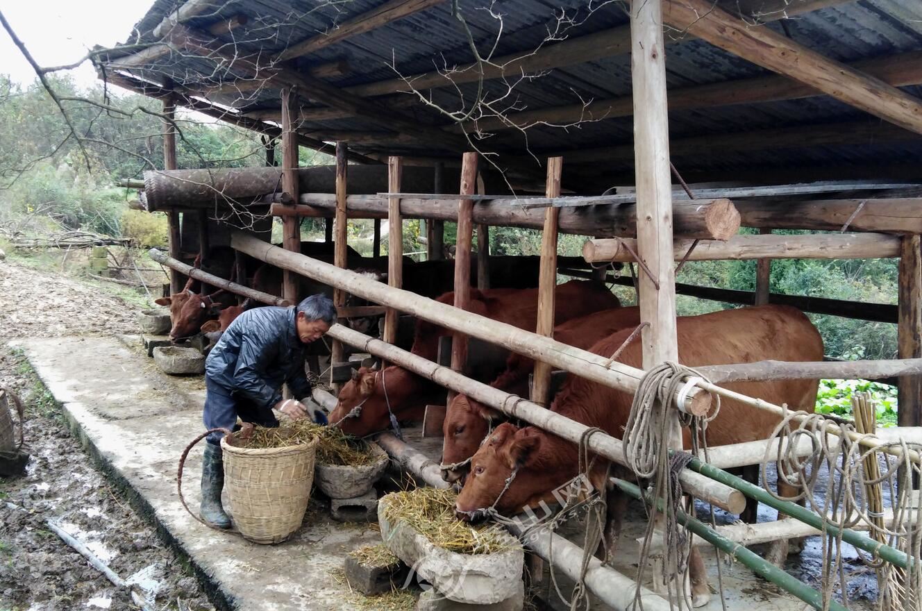鍒涗笟鑷村瘜甯﹀ご浜鸿閲戞椇,鍐滄潙鍒涗笟鑷村瘜甯﹀ご浜洪粍鐐虫墠