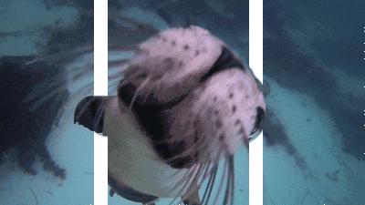 萌萌哒动物大联欢,萌萌哒海狮表演