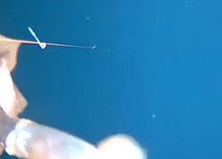 章鱼鱿鱼墨鱼乌贼智商,章鱼墨鱼和鱿鱼哪个贵