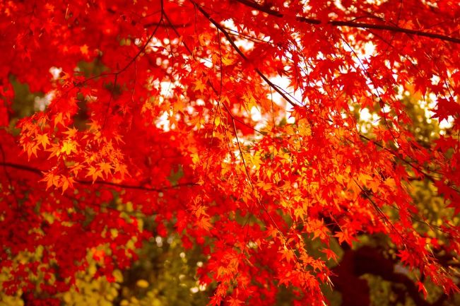 厉害了！再过不久，上海这些地方要“火”了！乘公共交通去围观