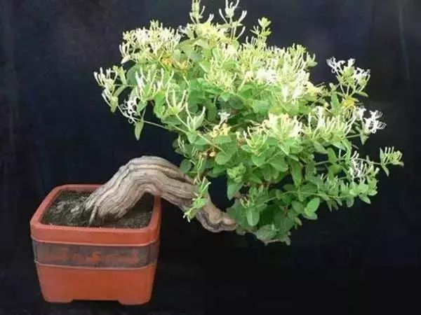 家中总有人生病摆放什么镇宅,家人生病家里摆什么物件