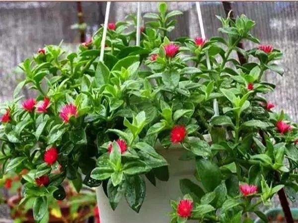 家中总有人生病摆放什么镇宅,家人生病家里摆什么物件