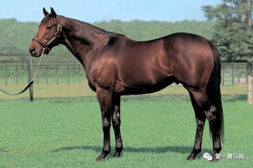 「特稿」数一数，谁是最强的世界纯血种公马？
